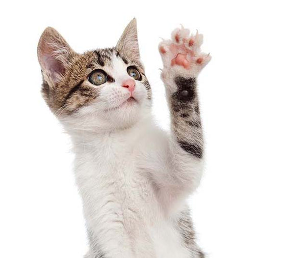 Why Do Cats Scratch The Floor? My Protecto