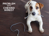 pup holding chewed on cable on floor