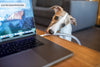 doggy chewing on laptop cord on desk